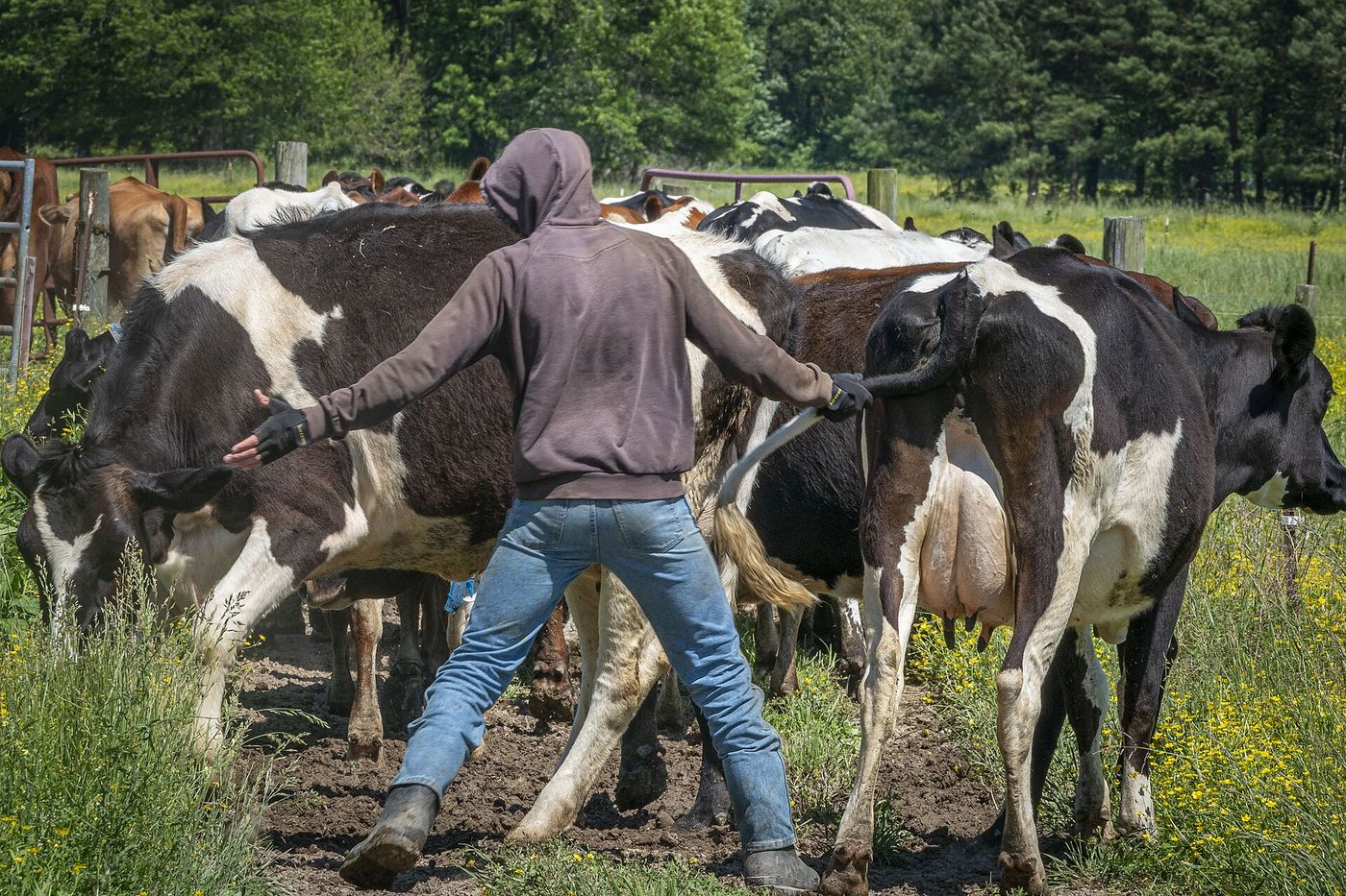 Dairy herd at the feed fence
